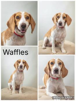Waffles -  Beagle Dog for Adoption in Enterprise, Alabama - Waffles | PetCurious