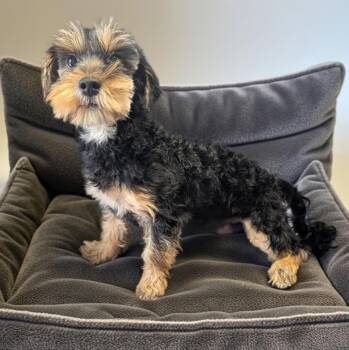 Maltese and Yorkshire Terrier Dogs Available for Adoption - Franz - Sweet Morkie Puppy! | PetCurious