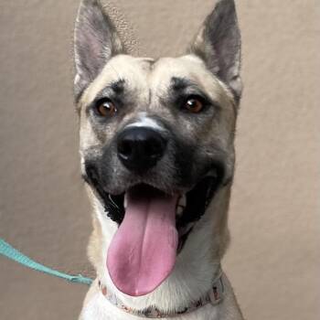 Gemma (Reduced Rover) -  Shepherd and Husky Dog for Adoption in Abbotsford, British Columbia - Gemma (Reduced Rover) | PetCurious