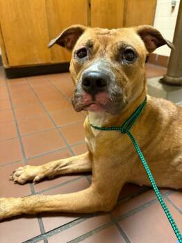 Rescue Boxer and Terrier Dogs for Adoption in Augusta, Georgia - Hope | PetCurious