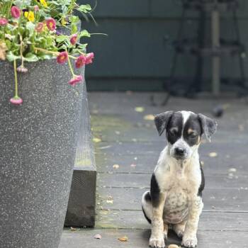 Australian Cattle Dog Blue Heeler and Shepherd Dogs Available for Adoption in Phoenix, Maryland - Rain | PetCurious
