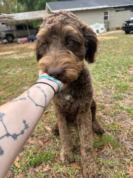 Standard Poodle and German Shorthaired Pointer Dogs Available for Adoption in Valrico, Florida - Otis | PetCurious