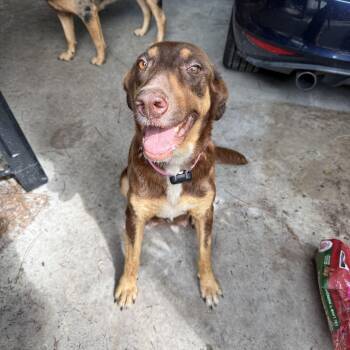 Becky -  German Shepherd Dog Dog for Adoption in Folkston, Georgia - Becky | PetCurious