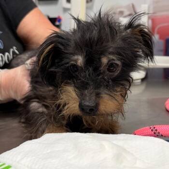Latte -  Yorkshire Terrier Dog for Adoption in Trenton, New Jersey - Latte | PetCurious