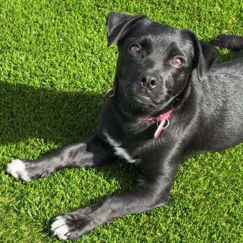 Black Labrador Retriever Dogs Available for Adoption - Butters A2252791 | PetCurious