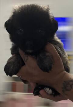 Venus -  Shih Poo Dog for Adoption in Arlington, Texas - Venus | PetCurious