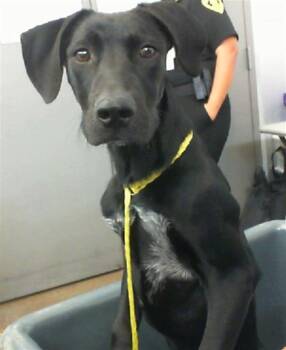 Rescue Labrador Retriever and Mixed Breed Dogs for Adoption in Dallas, Texas - DUCK | PetCurious