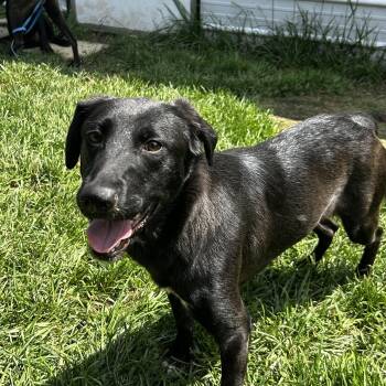 Rescue Black Labrador Retriever Dogs for Adoption in Brownstown, Indiana - Missy | PetCurious