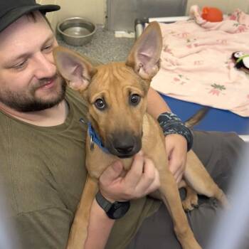 Roxy -  Mixed Breed Dog for Adoption in Hendersonville, North Carolina - Roxy | PetCurious