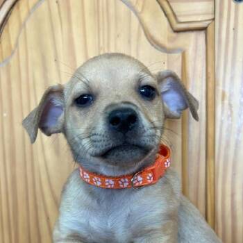 Chihuahua and Terrier Dogs Available for Adoption - Ferb | PetCurious