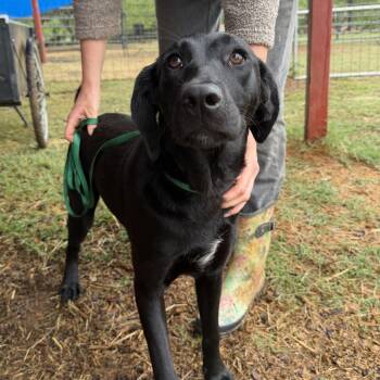 Labrador Retriever Dogs Available for Adoption in Seguin, Texas - Sabrina | PetCurious