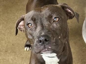 Mixed Breed Dogs Available for Adoption in Georgetown, Texas - Ocean | PetCurious