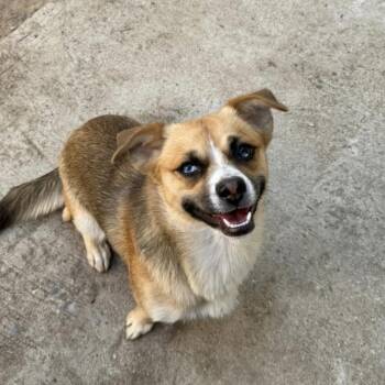 Dory -  Husky Dog for Adoption in Calimesa, California - Dory | PetCurious