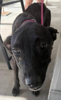 Umbra -  Labrador Retriever and Mixed Breed Dog for Adoption in Honolulu, Hawaii - Umbra | PetCurious