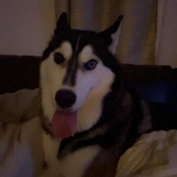 Siberian Husky Dogs Available for Adoption in Roanoke, Virginia - Elsa | PetCurious