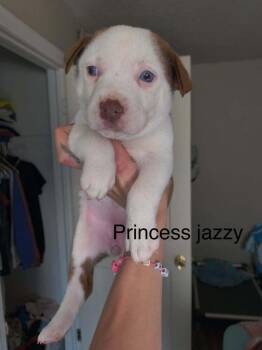 Princess "Jazzy" -  Pit Bull Terrier Dog for Adoption in Indianapolis, Indiana - Princess "Jazzy" | PetCurious