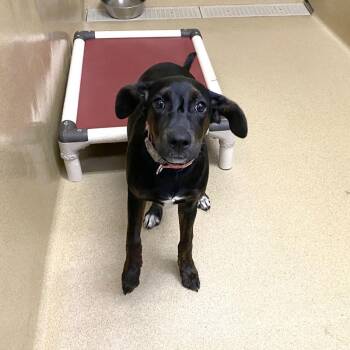 Kona -  Miniature Pinscher Dog for Adoption in Monroe, Georgia - Kona | PetCurious