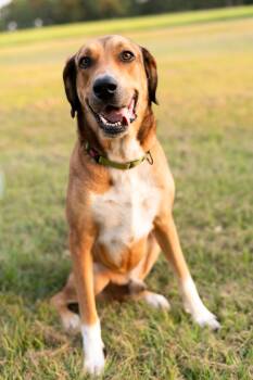 Rescue Hound and Mixed Breed Dogs for Adoption in Cedar Rapids, Iowa - Sammy | PetCurious