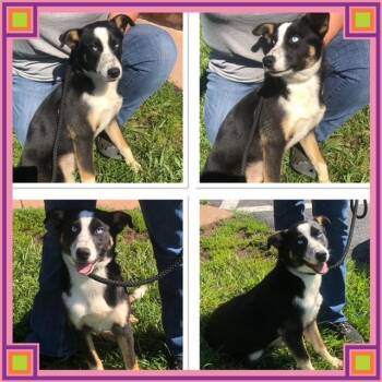 CHER -  Border Collie and Husky Dog for Adoption in Buckhannon, West Virginia - CHER | PetCurious