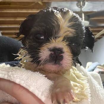 Nola -  Jack Russell Terrier Dog for Adoption in West Chester, Pennsylvania - Nola | PetCurious