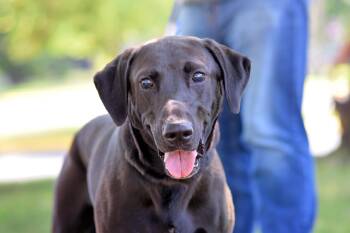 Steve -  Black Labrador Retriever Dog for Adoption in Monticello, Minnesota - Steve | PetCurious