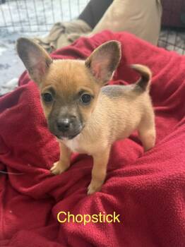 Chopstick -  Pomeranian Dog for Adoption in Kings Mountain, North Carolina - Chopstick | PetCurious
