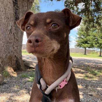BROWNIE -  Chihuahua Dog for Adoption in St. Augustine, Florida - BROWNIE | PetCurious