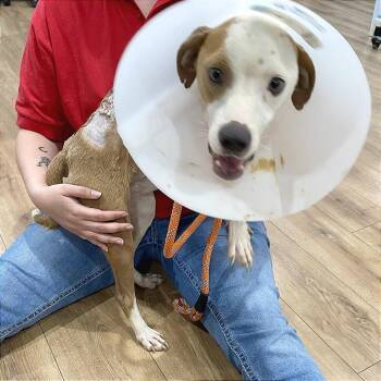 Max -  Terrier Dog for Adoption in Livingston, Texas - Max | PetCurious