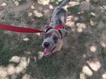 Pibb -  Terrier Dog for Adoption in Candler, North Carolina - Pibb | PetCurious