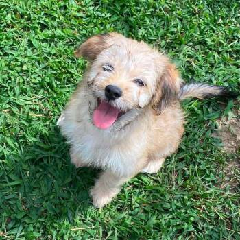 Dandy (GA) -  Yorkshire Terrier Dog for Adoption in New York, New York - Dandy (GA) | PetCurious