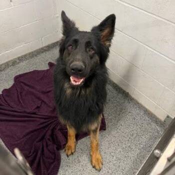 Dino -  Mixed Breed Dog Available for Adoption in Jeffersonville, Indiana - Dino | PetCurious