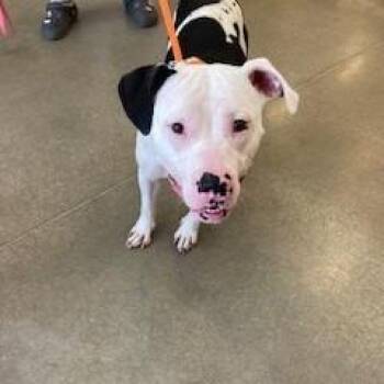 Diamond -  Pit Bull Terrier Dog for Adoption in York, Pennsylvania - Diamond | PetCurious