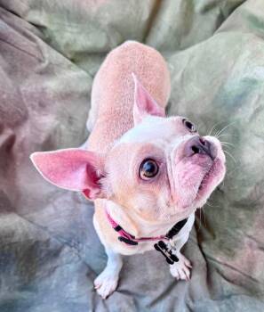Hazel Belle -  Boston Terrier Dog for Adoption in Summit, Oklahoma - Hazel Belle | PetCurious