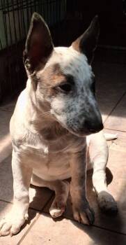 Bull Terrier and Australian Shepherd Dogs Available for Adoption in Mentone, California - Piper ( Dob 2/24/2026) | PetCurious