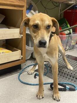 BETTY -  Labrador Retriever and Mixed Breed Dog for Adoption in Indianapolis, Indiana - BETTY | PetCurious