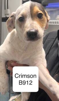 Cattle Dog Dogs Available for Adoption - Crimson | PetCurious