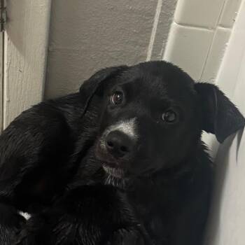 771 (2026) Beyonce -  Australian Shepherd and Mixed Breed Dog for Adoption in Parker, Colorado - 771 (2026) Beyonce | PetCurious