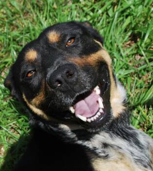 Rescue Rottweiler and Australian Cattle Dog Blue Heeler Dogs for Adoption in Manchester, Tennessee - Trooper | PetCurious