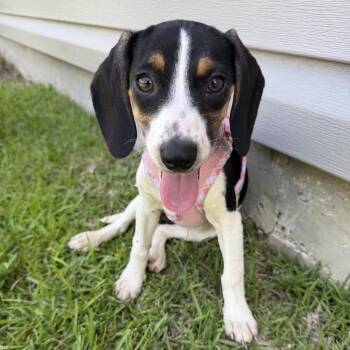 Canyon -  Beagle Dog Available for Adoption in Baton Rouge, Louisiana - Canyon | PetCurious
