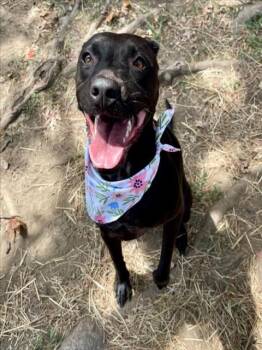 DIXIE -  Labrador Retriever Dog for Adoption in Tulsa, Oklahoma - DIXIE | PetCurious