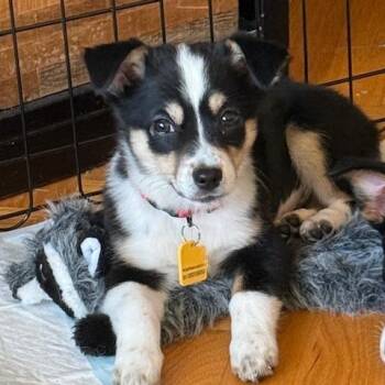 Border Collie Dogs Available for Adoption - Bonnie | PetCurious