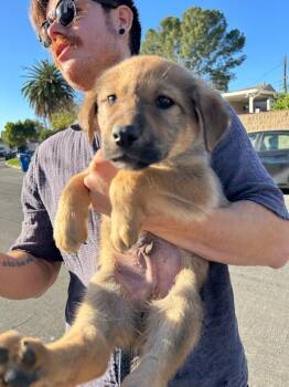 Golden Retriever and Great Pyrenees Dogs Available for Adoption - Giggles | PetCurious