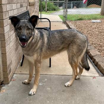 Savage -  German Shepherd Dog Dog for Adoption in Heber Springs, Arkansas - Savage | PetCurious