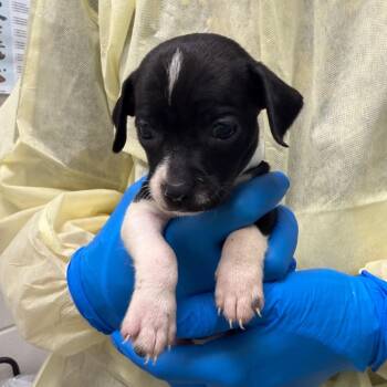 Gidget -  Chihuahua and Mixed Breed Dog for Adoption in Council Bluffs, Iowa - Gidget | PetCurious
