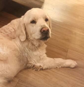 Golden Retriever Dogs Available for Adoption in Denton, Texas - Duke | PetCurious