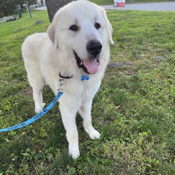 Moby -  Great Pyrenees Dog for Adoption in Mahwah, New Jersey - Moby | PetCurious