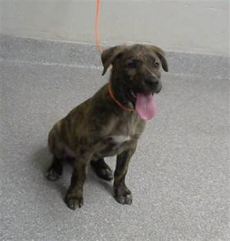 Labrador Retriever and Mixed Breed Dogs Available for Adoption in Pasadena, Texas - A185450 | PetCurious