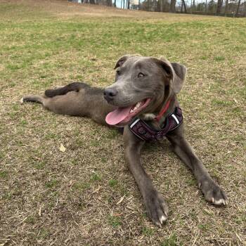 Rescue Chesapeake Bay Retriever and Mixed Breed Dogs for Adoption in Cumming, Georgia - Steeler 21786 | PetCurious