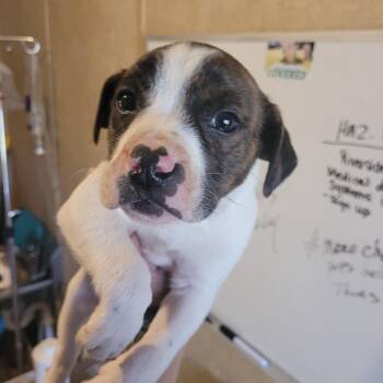 Pit Bull Terrier and Mixed Breed Dogs Available for Adoption - Peter | PetCurious