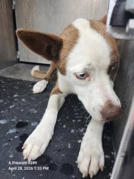 Husky Dogs Available for Adoption in San Antonio, Texas - GABRIELLA | PetCurious